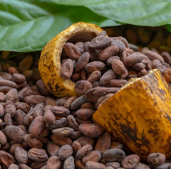 Premium Sun-Dried Cocoa Beans - Image 2